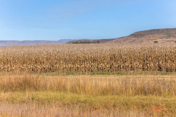 Outono Rural Fazendas Inverno Com Grande Campo Cultivo Milho Seco — Fotografia de Stock