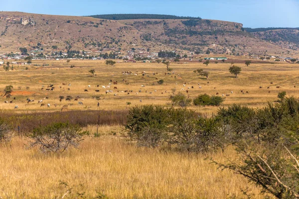 Rural Autumn Winter African Landscape Grasslands Cattle Animals Grazing Distant — Stock Photo, Image