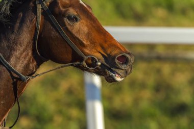Fotoğraf Detayı nefes yarış atı Closeup çalışan eylem baş burun.