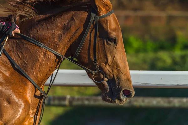 Race Horse Close Lopende Actie Hoofd Neus Ademen Foto Detail — Stockfoto