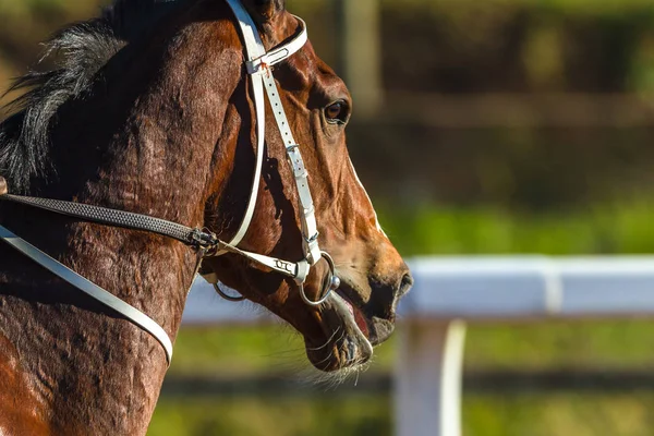 Race Horse Closeup Course Action Tête Photo Détail — Photo