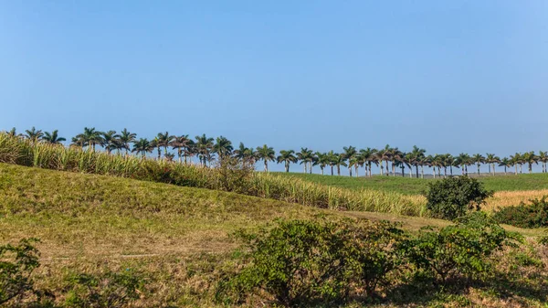 Palm Trees Line Countryside Farming Landscape Blue Sky — Stock Photo, Image