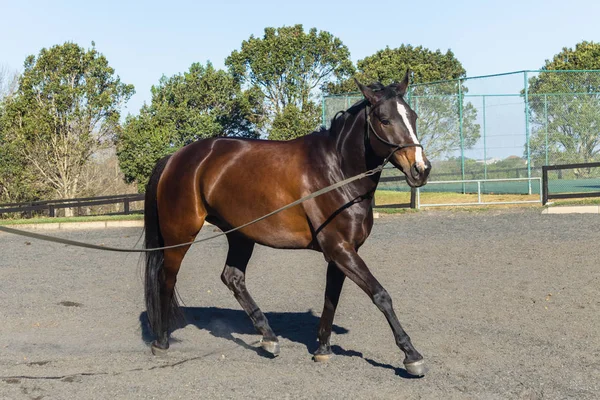 Cavalo Sangue Quente Fêmea Animal Equestre Retrato Marrom Corpo Negro — Fotografia de Stock