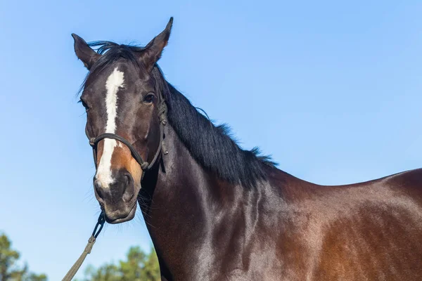 Horse warm blood female equestrian animal closeup portrait head shoulders brown and black body.