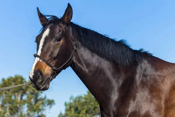 Koně Teplá Krev Ženské Jezdecké Zvíře Detailní Portrét Hlavy Ramena — Stock fotografie