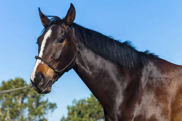 Cheval Sang Chaud Femme Équestre Animal Gros Plan Portrait Tête — Photo