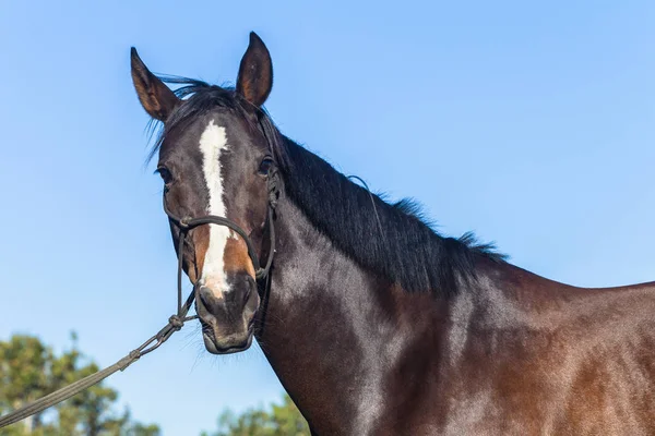 Horse Warm Blood Female Equestrian Animal Closeup Portrait Head Shoulders — Stock Photo, Image