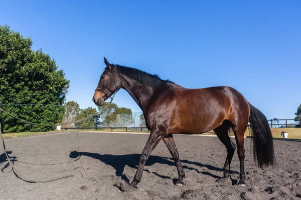 Cheval Sang Chaud Femelle Équestre Animal Gros Plan Portrait Brun — Photo