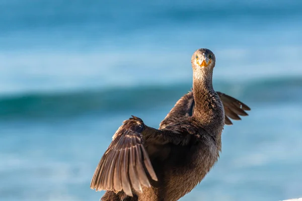 Cormorán Pájaro Posado Sentado Secándose Sol Mañana Después Pesca Océano — Foto de Stock
