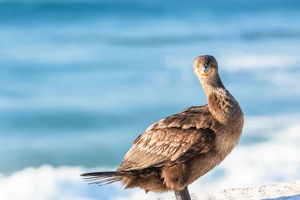 Cormorán Pájaro Posado Sentado Secándose Sol Mañana Después Pesca Océano — Foto de Stock