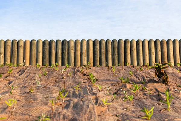 Zaunpfähle Auf Grundstücksgrenze Zur Wiederherstellung Sandbank Mit Sacktuch Aloe Pflanzen — Stockfoto