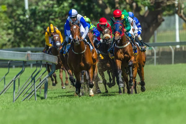 Carrera Caballo Cabeza Cuello Estribos Parpadeos Cerca Pista Carreras —  Fotos de Stock