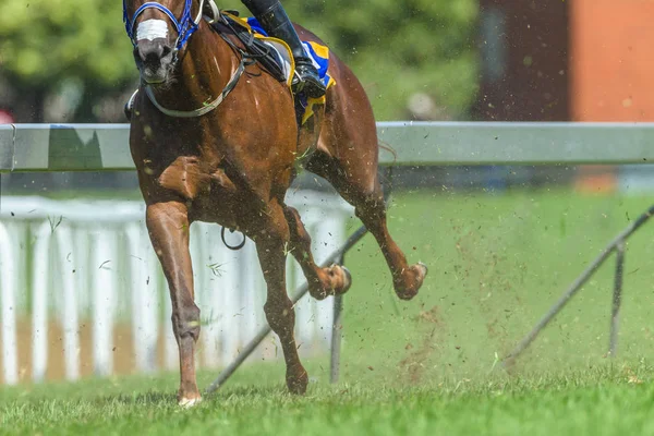 Carrera Caballo Cabeza Cuello Estribos Parpadeos Cerca Pista Carreras —  Fotos de Stock