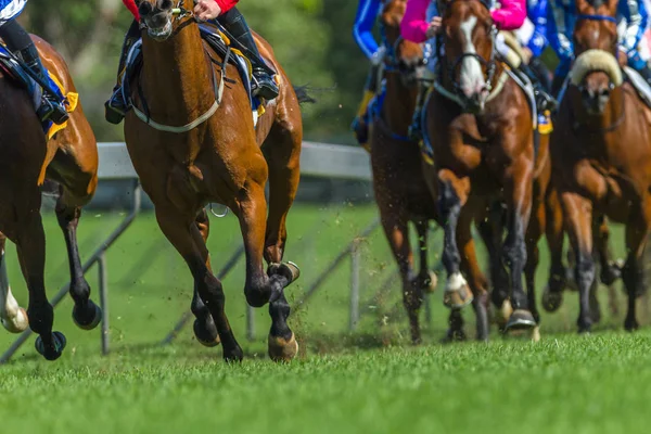 レース トラックで レース馬頭首 Stirrips ブリンカーを閉じる — ストック写真