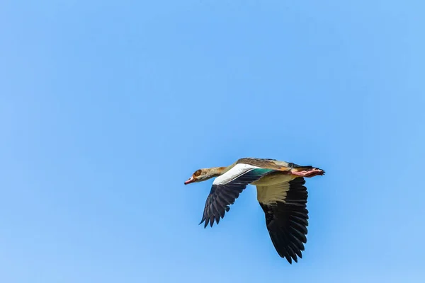 Bird Egyptian Goose Flying Blue Sky Close Detail — Stock Photo, Image