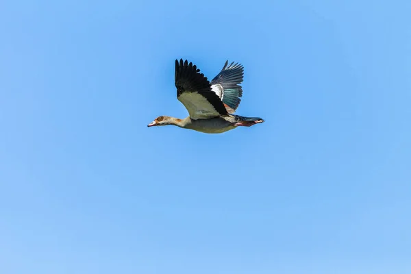 Fågel Egyptiska Goose Flyger Blå Himmel Närbild Detalj — Stockfoto