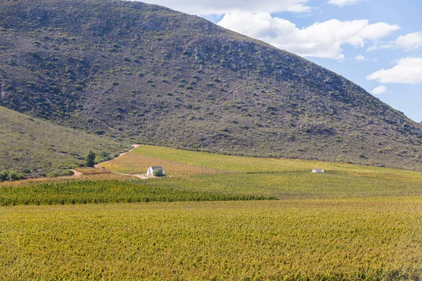 山背景には風光明媚な風景に労働者のための小さなハーフウェイ ハウス生息地と農村ワイン農場のワインのブドウ畑 — ストック写真