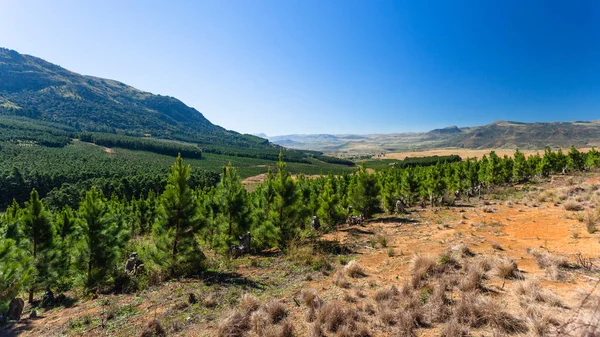 Scenic Rural Forests Trees Mountain Hills Valley Transkei Eastern Cape — Stock Photo, Image