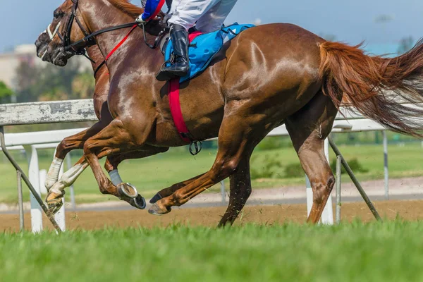 Race horses jockey's running grass track closeup animal bodies action.