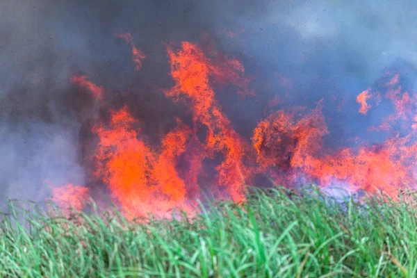 Llamas Fuego Ardiendo Hacia Cielo Con Escombros Aire Libre Cultivos — Foto de Stock