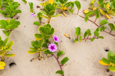 Beach kumulları bodur bitkiler çiçek doğal doğa rezerv bitki örtüsü manzara ile.