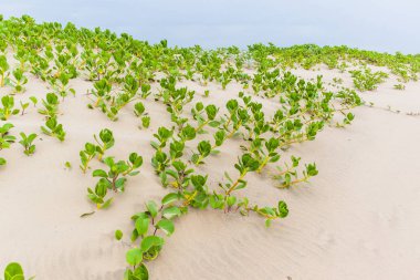 Beach kumulları bodur bitkiler doğal doğa rezerv bitki örtüsü manzara ile.