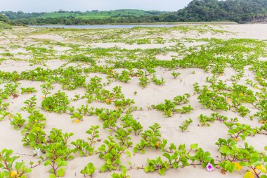 Beach kumulları bodur bitkiler nehir lagün doğal doğa rezerv bitki örtüsü manzara ile.