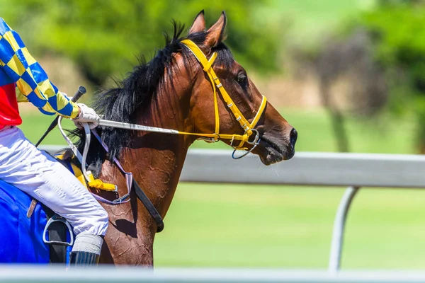 Głowa konia Ogłowie toru wyścigowego Jockey zbliżenie — Zdjęcie stockowe