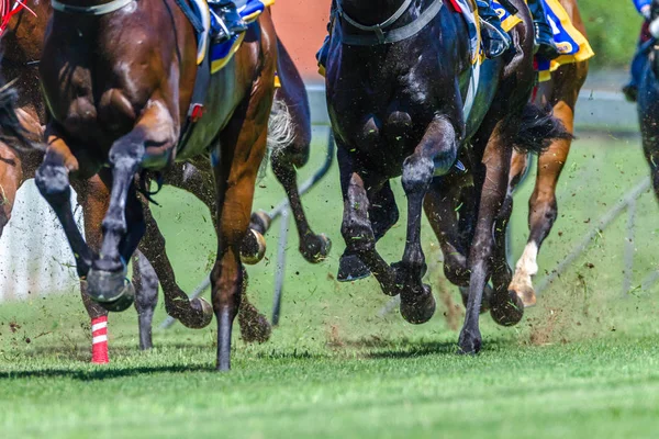 Corrida de cavalos Close-Up Hoofs Pernas Grama — Fotografia de Stock