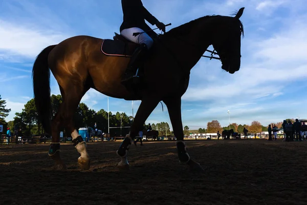 Show Jumping Horses Riders Silhouetted Warmup — Stock Photo, Image