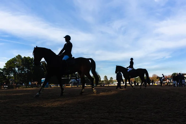 Show Jumping Horses Riders Silhouetted Warmup — Stock Photo, Image