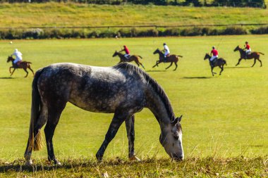 Atlar Polo Oyuncular Alan Manzara