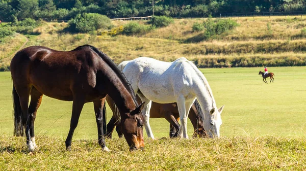 Atlar Polo Oyuncular Alan Manzara — Stok fotoğraf