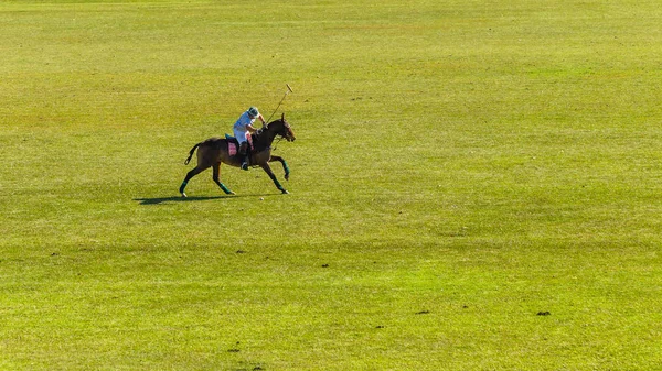 Equestrian Polo Player Horse Field Action. Stock Image