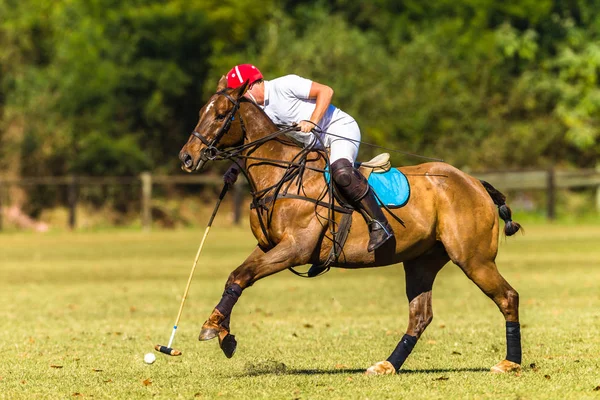 Horse Polo Giocatore Campo di gioco Azione — Foto Stock