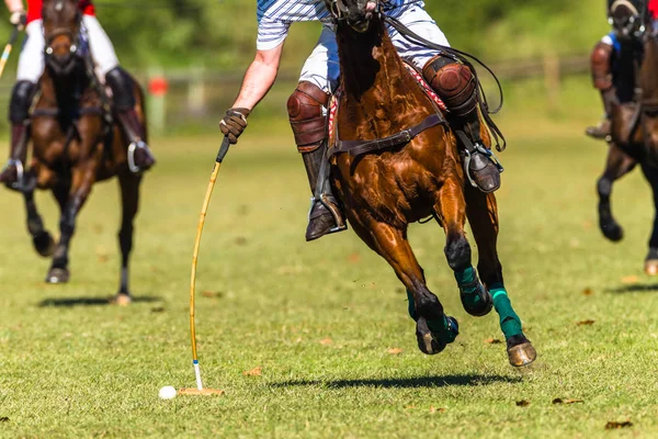 Polo caballos fotos de stock, imágenes de caballos sin royalties | Depositphotos