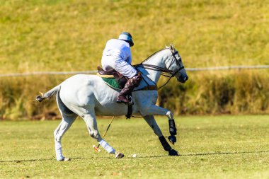 Polo Player Gri At Sahası Oyunu Aksiyon