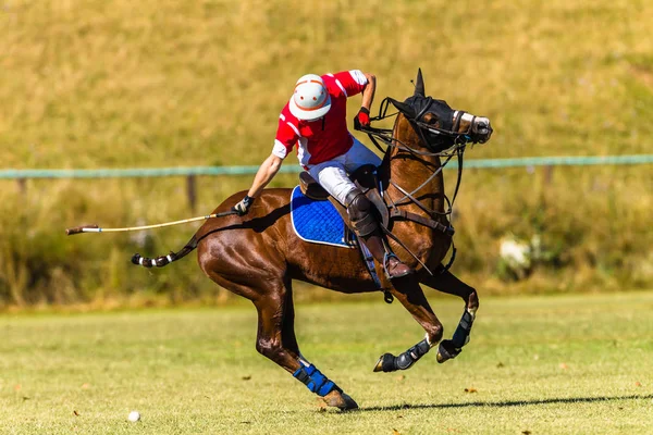 Jogo de Campo de Jogador de Polo de Cavalo Ação — Fotografia de Stock