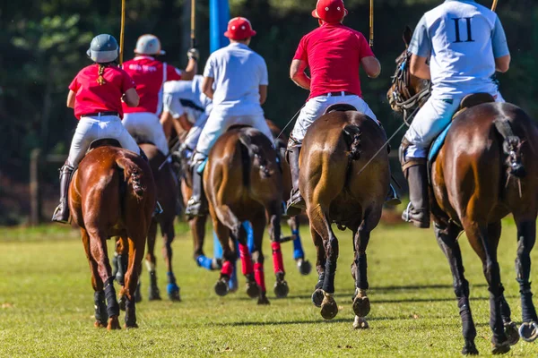 Horse Polo Player Field Game Action — Stock Photo, Image