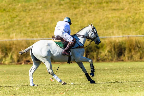 Polo Player Gray Horse Field Game Action Stock Picture