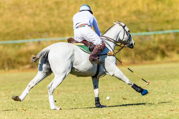 Polo Player Gray Horse Field Game Action Stock Photo