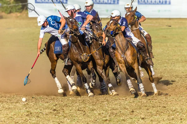 Polocrosse Game Closeup Action — Stock Photo, Image