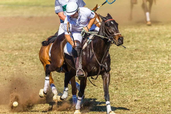 Polocrosse Game Closeup Action — Stock Photo, Image