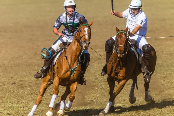 Polocrosse Game Closeup Action — Stock Photo, Image