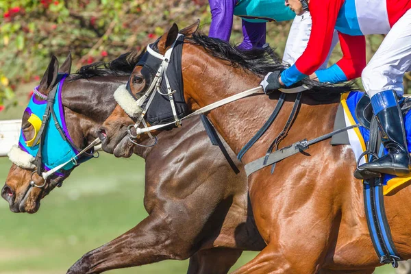 Carreras de caballos Primeros planos Manos Acción —  Fotos de Stock