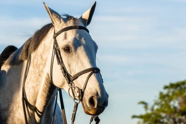 Gri At Bridled Closeup Portre 