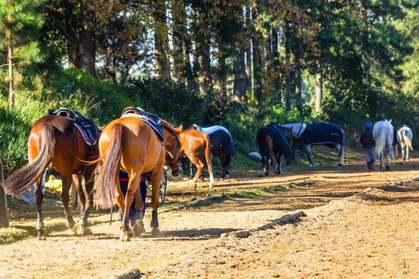 Atlar Binicilik Etkinliği — Stok fotoğraf