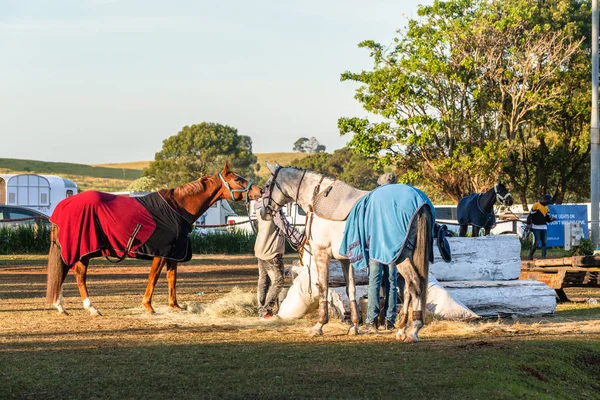 Horses Resting Outdoor Arena Equestrian Event — Stock Photo, Image