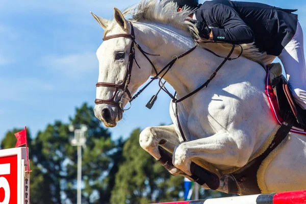 White Horse Rider Jumping Pole Close-up Action — стоковое фото