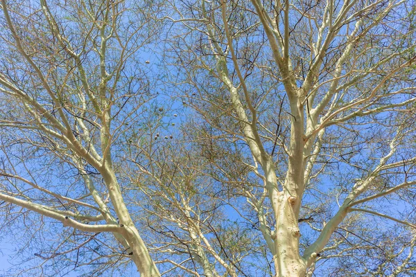 Лихорадка Tree Large Cup Blue Sky — стоковое фото